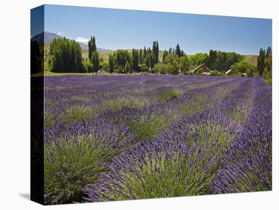 Lavender Farm, Near Cromwell, Central Otago, South Island, New Zealand-David Wall-Stretched Canvas