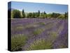 Lavender Farm, Near Cromwell, Central Otago, South Island, New Zealand-David Wall-Stretched Canvas