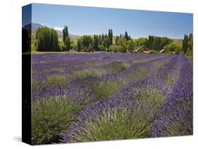 Lavender Farm, Near Cromwell, Central Otago, South Island, New Zealand-David Wall-Stretched Canvas