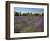 Lavender Farm, Near Cromwell, Central Otago, South Island, New Zealand-David Wall-Framed Photographic Print