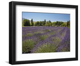 Lavender Farm, Near Cromwell, Central Otago, South Island, New Zealand-David Wall-Framed Photographic Print