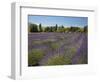 Lavender Farm, Near Cromwell, Central Otago, South Island, New Zealand-David Wall-Framed Photographic Print