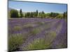 Lavender Farm, Near Cromwell, Central Otago, South Island, New Zealand-David Wall-Mounted Photographic Print