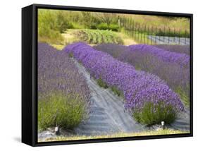 Lavender Farm, San Juan Islands, Washington, USA-Savanah Stewart-Framed Stretched Canvas