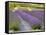 Lavender Farm, San Juan Islands, Washington, USA-Savanah Stewart-Framed Stretched Canvas