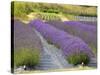 Lavender Farm, San Juan Islands, Washington, USA-Savanah Stewart-Stretched Canvas