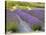 Lavender Farm, San Juan Islands, Washington, USA-Savanah Stewart-Stretched Canvas