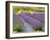 Lavender Farm, San Juan Islands, Washington, USA-Savanah Stewart-Framed Photographic Print