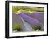 Lavender Farm, San Juan Islands, Washington, USA-Savanah Stewart-Framed Photographic Print