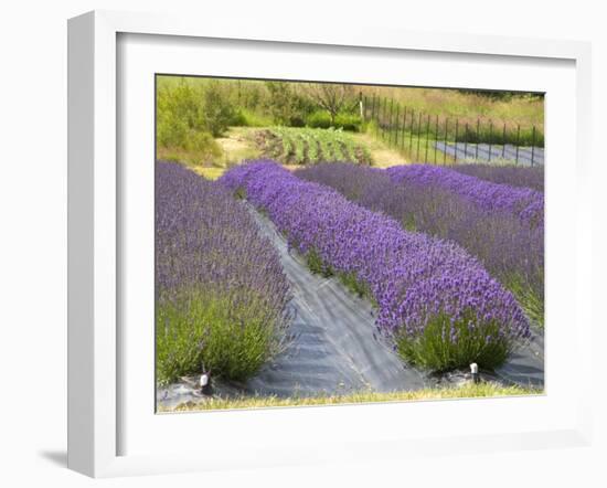 Lavender Farm, San Juan Islands, Washington, USA-Savanah Stewart-Framed Photographic Print