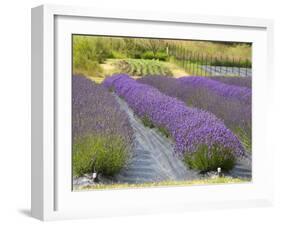 Lavender Farm, San Juan Islands, Washington, USA-Savanah Stewart-Framed Photographic Print