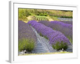 Lavender Farm, San Juan Islands, Washington, USA-Savanah Stewart-Framed Photographic Print