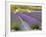 Lavender Farm, San Juan Islands, Washington, USA-Savanah Stewart-Framed Photographic Print