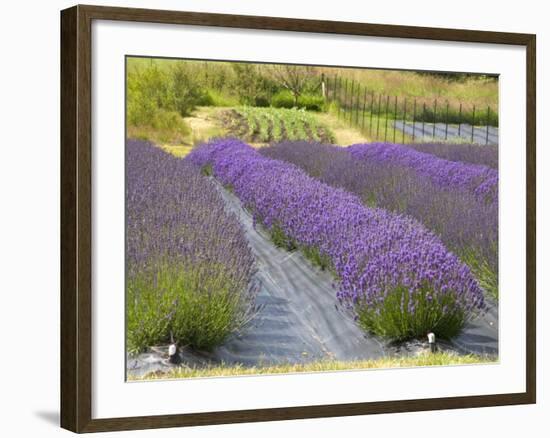 Lavender Farm, San Juan Islands, Washington, USA-Savanah Stewart-Framed Photographic Print