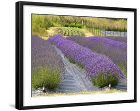 Lavender Farm, San Juan Islands, Washington, USA-Savanah Stewart-Framed Photographic Print