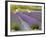 Lavender Farm, San Juan Islands, Washington, USA-Savanah Stewart-Framed Photographic Print