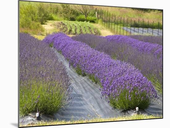 Lavender Farm, San Juan Islands, Washington, USA-Savanah Stewart-Mounted Photographic Print