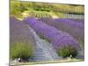 Lavender Farm, San Juan Islands, Washington, USA-Savanah Stewart-Mounted Photographic Print