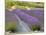 Lavender Farm, San Juan Islands, Washington, USA-Savanah Stewart-Mounted Photographic Print