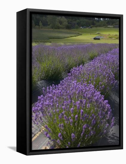 Lavender Farm, San Juan Islands, Washington, USA-Savanah Stewart-Framed Stretched Canvas