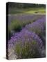 Lavender Farm, San Juan Islands, Washington, USA-Savanah Stewart-Stretched Canvas