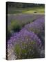 Lavender Farm, San Juan Islands, Washington, USA-Savanah Stewart-Stretched Canvas