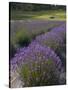 Lavender Farm, San Juan Islands, Washington, USA-Savanah Stewart-Stretched Canvas