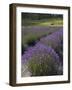 Lavender Farm, San Juan Islands, Washington, USA-Savanah Stewart-Framed Photographic Print