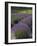 Lavender Farm, San Juan Islands, Washington, USA-Savanah Stewart-Framed Photographic Print