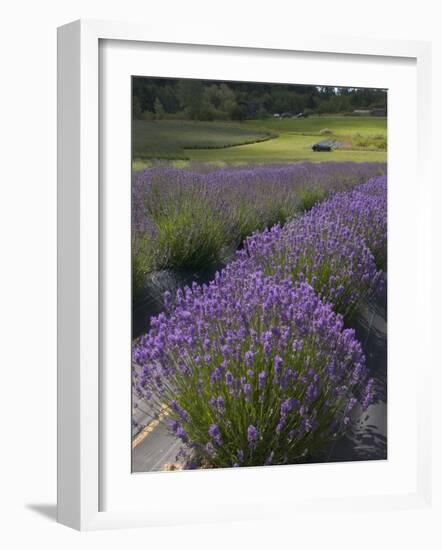 Lavender Farm, San Juan Islands, Washington, USA-Savanah Stewart-Framed Photographic Print