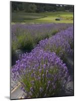 Lavender Farm, San Juan Islands, Washington, USA-Savanah Stewart-Mounted Photographic Print