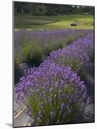 Lavender Farm, San Juan Islands, Washington, USA-Savanah Stewart-Mounted Photographic Print