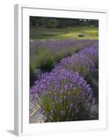 Lavender Farm, San Juan Islands, Washington, USA-Savanah Stewart-Framed Photographic Print