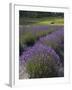 Lavender Farm, San Juan Islands, Washington, USA-Savanah Stewart-Framed Photographic Print