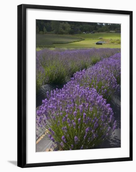 Lavender Farm, San Juan Islands, Washington, USA-Savanah Stewart-Framed Photographic Print