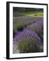 Lavender Farm, San Juan Islands, Washington, USA-Savanah Stewart-Framed Photographic Print