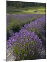 Lavender Farm, San Juan Islands, Washington, USA-Savanah Stewart-Mounted Photographic Print