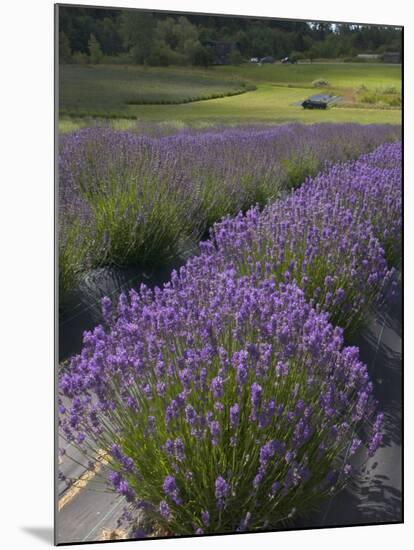 Lavender Farm, San Juan Islands, Washington, USA-Savanah Stewart-Mounted Photographic Print