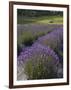 Lavender Farm, San Juan Islands, Washington, USA-Savanah Stewart-Framed Photographic Print