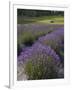 Lavender Farm, San Juan Islands, Washington, USA-Savanah Stewart-Framed Photographic Print