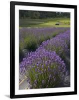 Lavender Farm, San Juan Islands, Washington, USA-Savanah Stewart-Framed Photographic Print