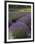 Lavender Farm, San Juan Islands, Washington, USA-Savanah Stewart-Framed Photographic Print