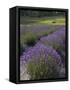 Lavender Farm, San Juan Islands, Washington, USA-Savanah Stewart-Framed Stretched Canvas