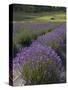 Lavender Farm, San Juan Islands, Washington, USA-Savanah Stewart-Stretched Canvas