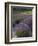 Lavender Farm, San Juan Islands, Washington, USA-Savanah Stewart-Framed Photographic Print