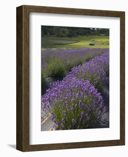 Lavender Farm, San Juan Islands, Washington, USA-Savanah Stewart-Framed Photographic Print