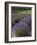 Lavender Farm, San Juan Islands, Washington, USA-Savanah Stewart-Framed Photographic Print