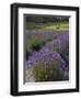 Lavender Farm, San Juan Islands, Washington, USA-Savanah Stewart-Framed Photographic Print