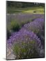 Lavender Farm, San Juan Islands, Washington, USA-Savanah Stewart-Mounted Photographic Print