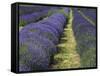 Lavender Farm, Sequim, Washington, USA-Michel Hersen-Framed Stretched Canvas